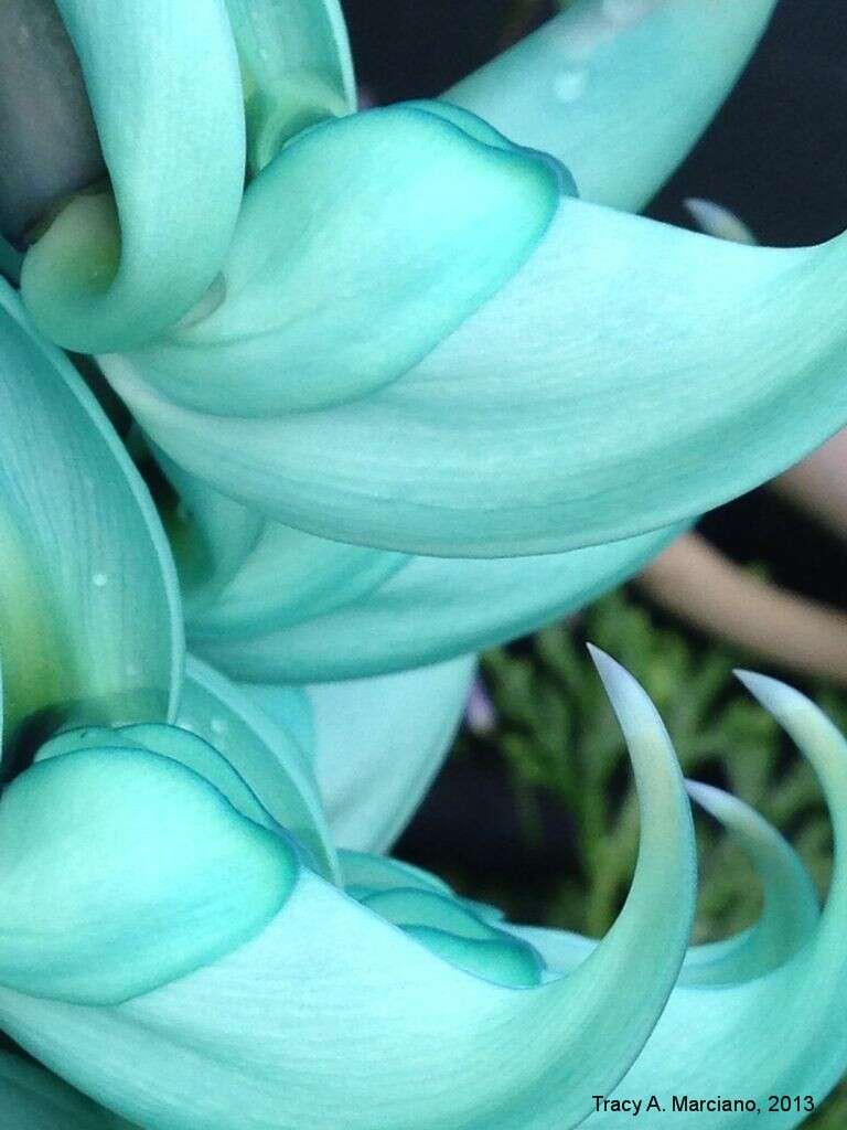 Image of Jade Vine