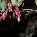 Imagem de <i>Gaultheria <i>glaucifolia</i></i> var. glaucifolia