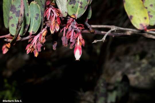 Imagem de <i>Gaultheria <i>glaucifolia</i></i> var. glaucifolia