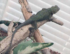 Image of Green Spiny Lizard