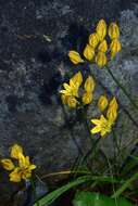 Image of yellow triteleia