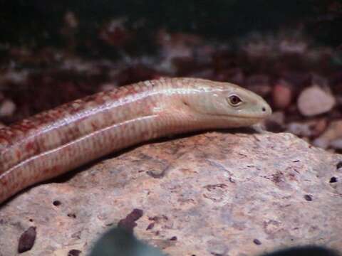 Image of Glass Lizards