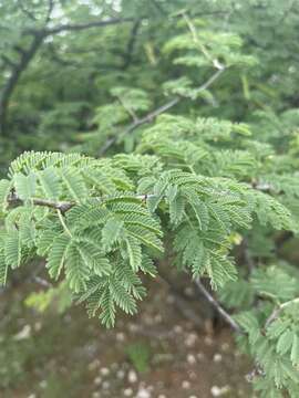 Image of Bushy three-thorn acacia