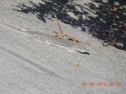 Image of Coachella Valley Fringe-toed Lizard