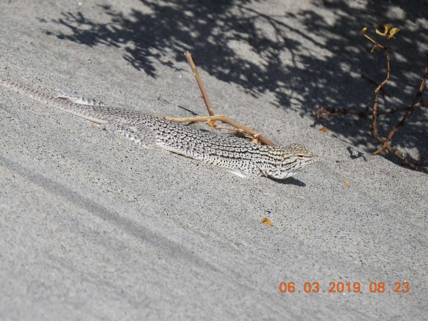 Image of Coachella Valley Fringe-toed Lizard