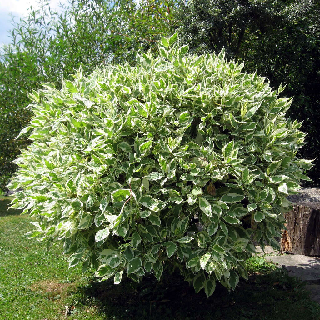 Imagem de Ficus benjamina L.