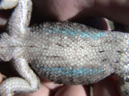 Image of Texas Spiny Lizard