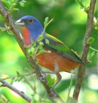 Image of Painted Bunting