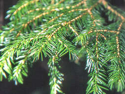 Image of Jezo Spruce