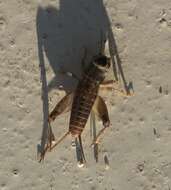 Image of Eastern Striped Cricket