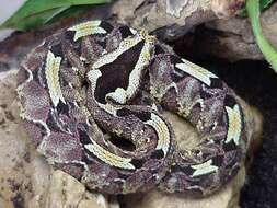 Image of Rhinoceros Viper