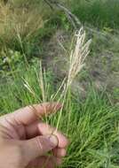 Image of Caucasian bluestem