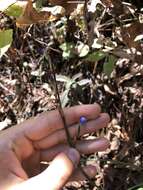 Orthrosanthus exsertus (R. C. Foster) Ravenna的图像