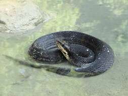 Image of Cottonmouth