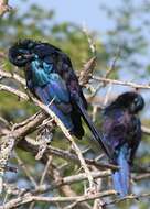 Image of Burchell's Glossy-Starling