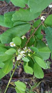 Image of Baphia madagascariensis (A. Heller) A. Heller