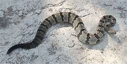 Image of Timber Rattlesnake