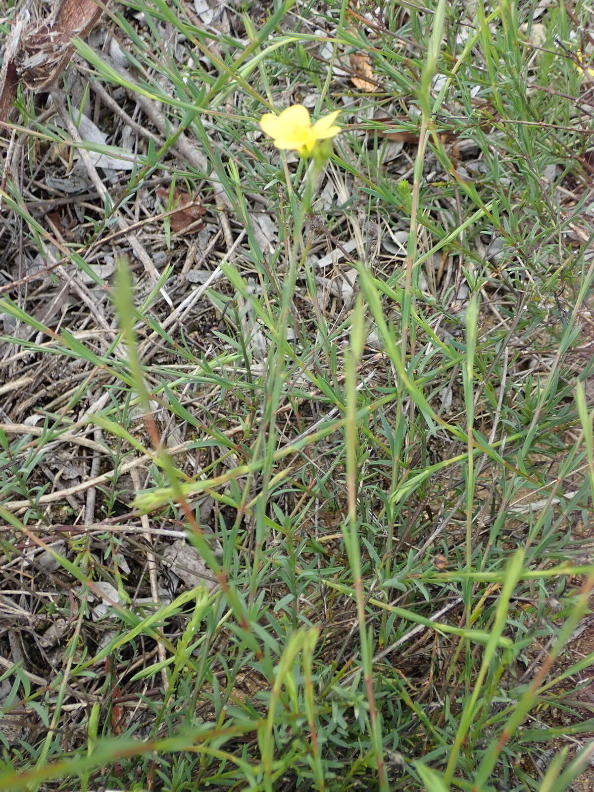 Image of Linum aethiopicum Thunb.