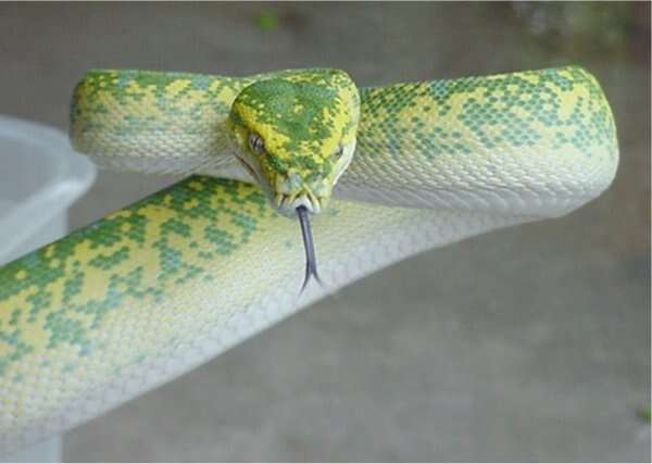 Image of Green Python