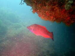 Image of Cuckoo Wrasse