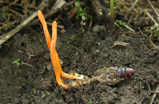 Image of Cordyceps militaris (L.) Fr. 1818