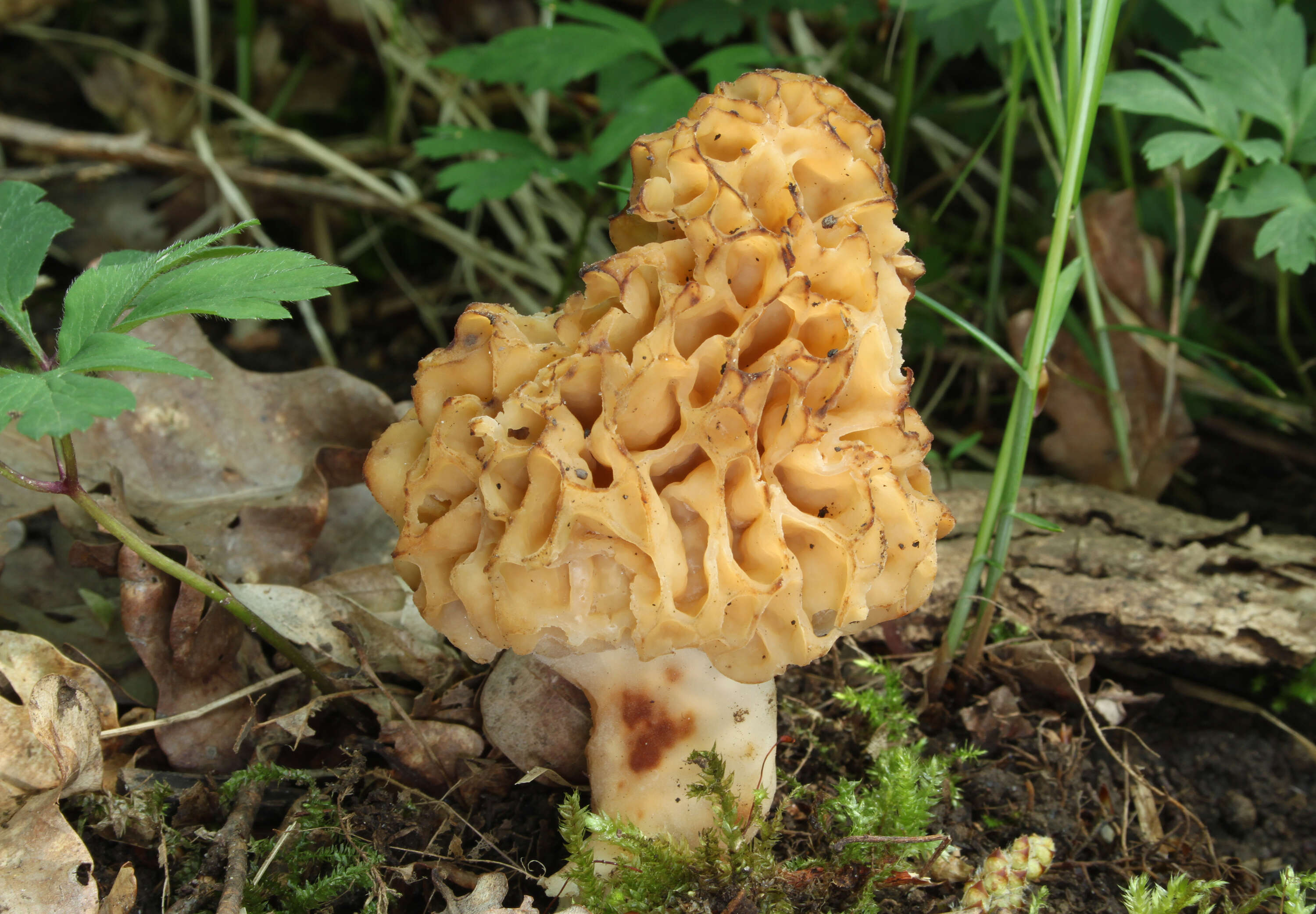 Image of Yellow Morel