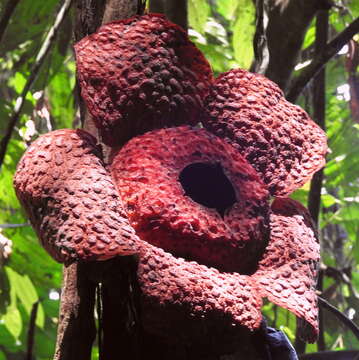 Image of Rafflesia micropylora W. Meijer