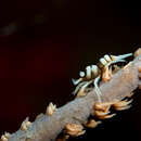 Image of Anker's Whip Coral Shrimp