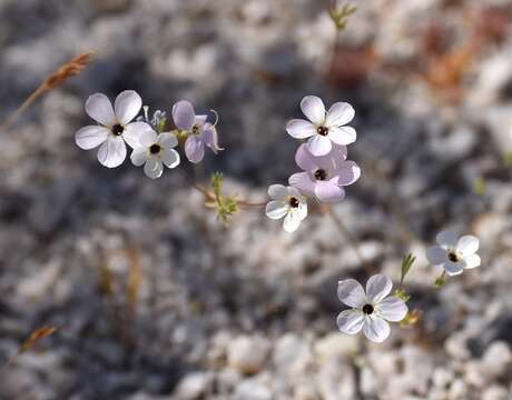 Image of golden linanthus