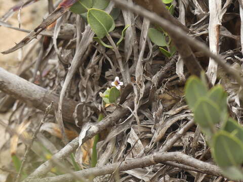 Image of Monttea chilensis var. taltalensis Reiche