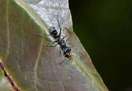 Image de Myrmecia urens Lowne 1865