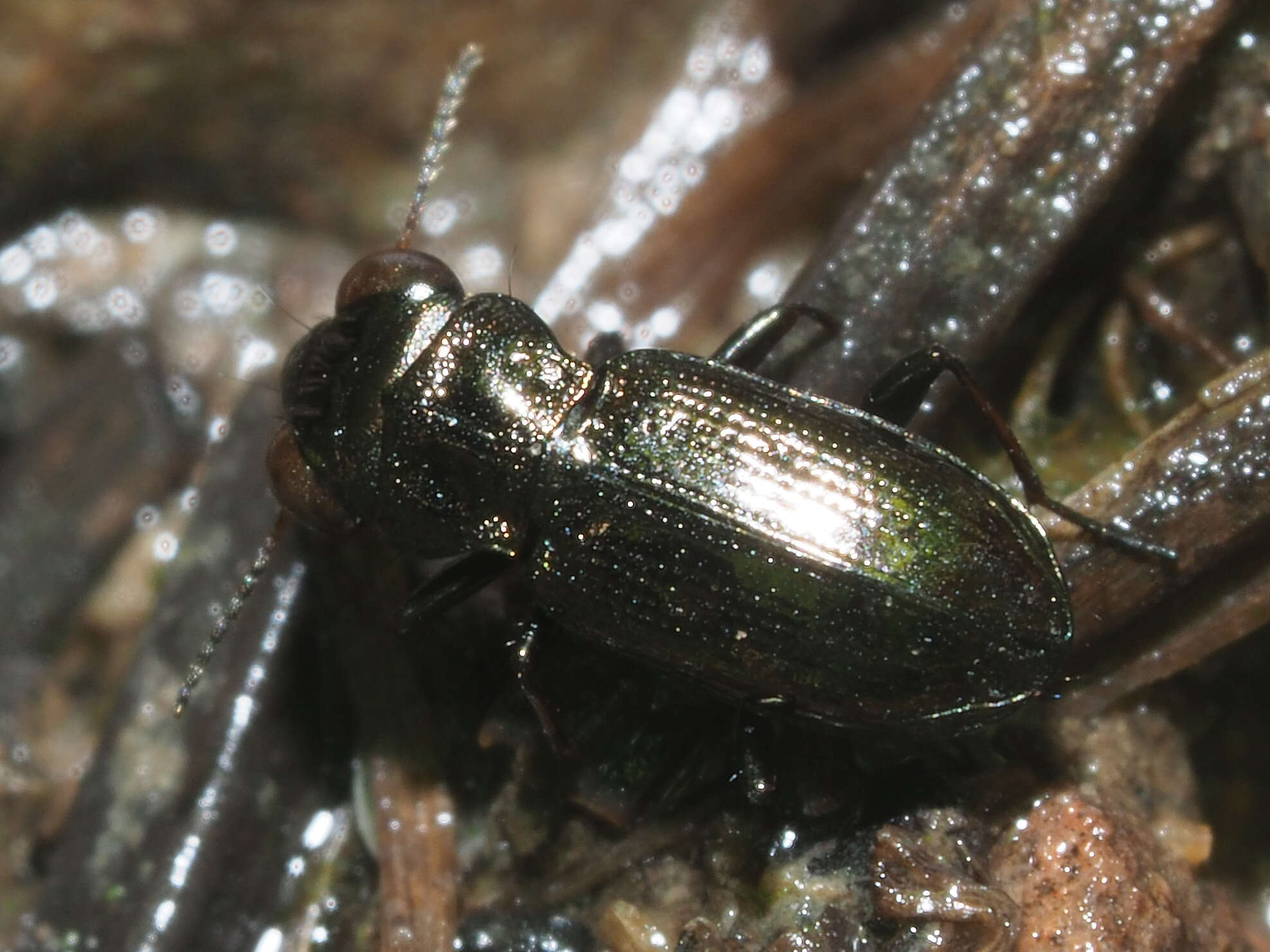 Image of Rough-necked Springtail-stalker