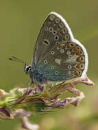 Image of Polyommatus thersites