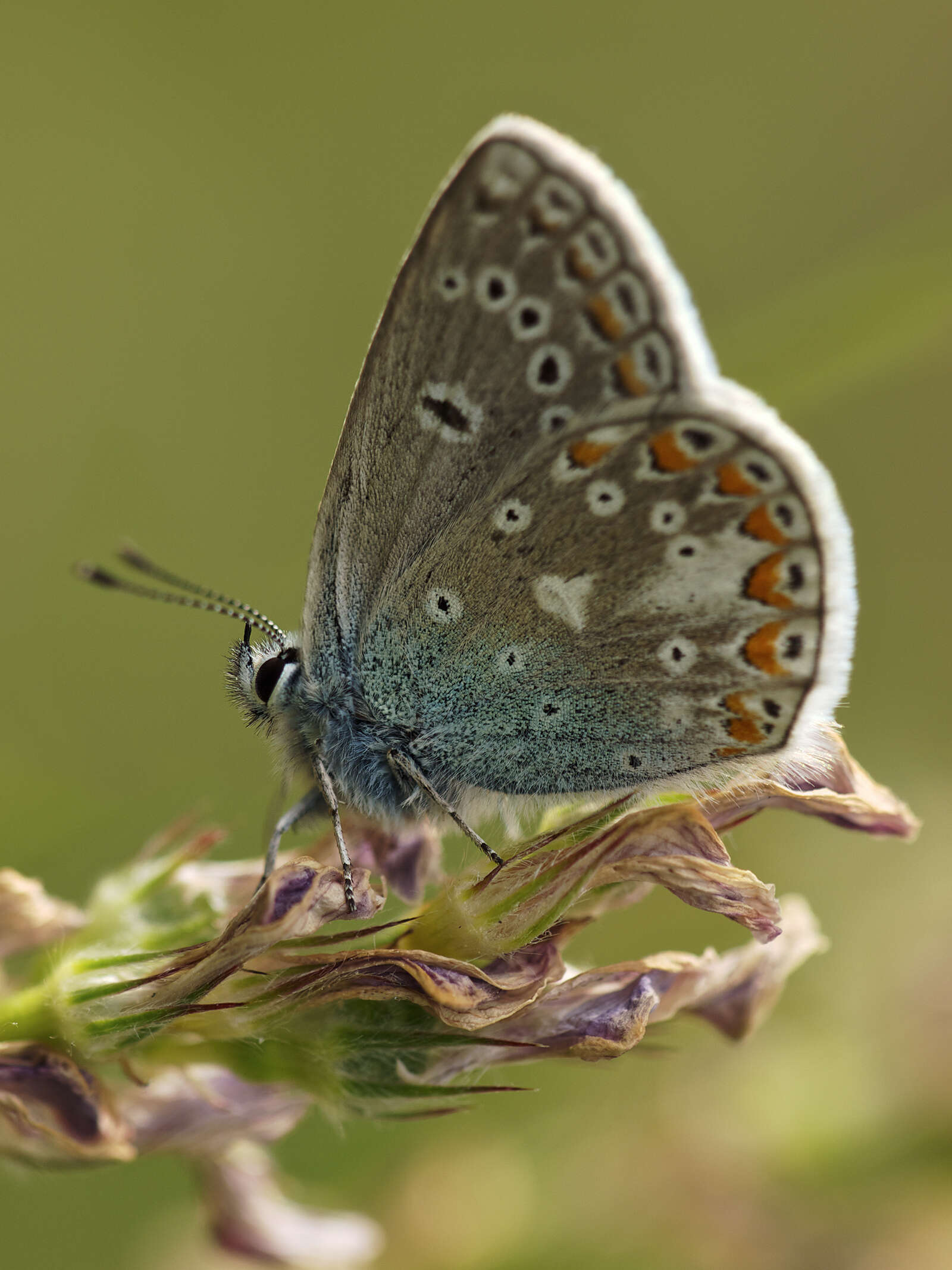 Image of Polyommatus thersites