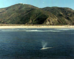 Image of gray whales