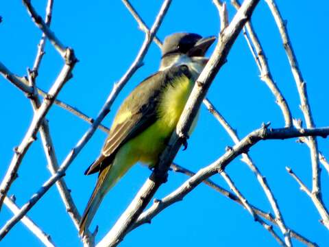 Image of Thick-billed Kingbird