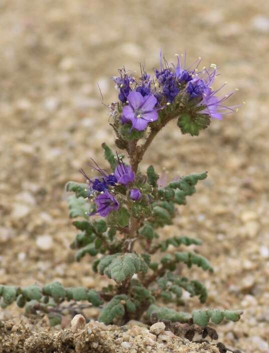 Phacelia formosula Osterh.的圖片