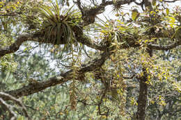 Image of Tillandsia prodigiosa (Lem.) Baker