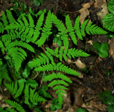 Слика од Gymnocarpium dryopteris (L.) Newm.