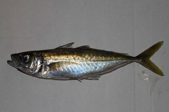 Image of Blue Jack Mackerel