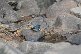 Image of White-bellied Blue Flycatcher