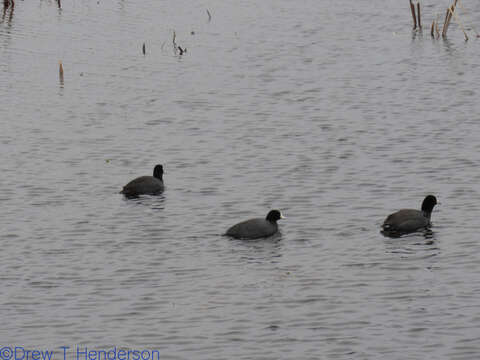 Image of North American Coot