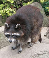 Image of raccoons