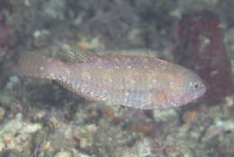 Image of Half-toothed parrot-fish