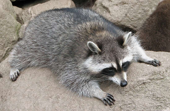 Image of raccoons