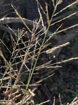 Imagem de Panicum gymnocarpon Elliott