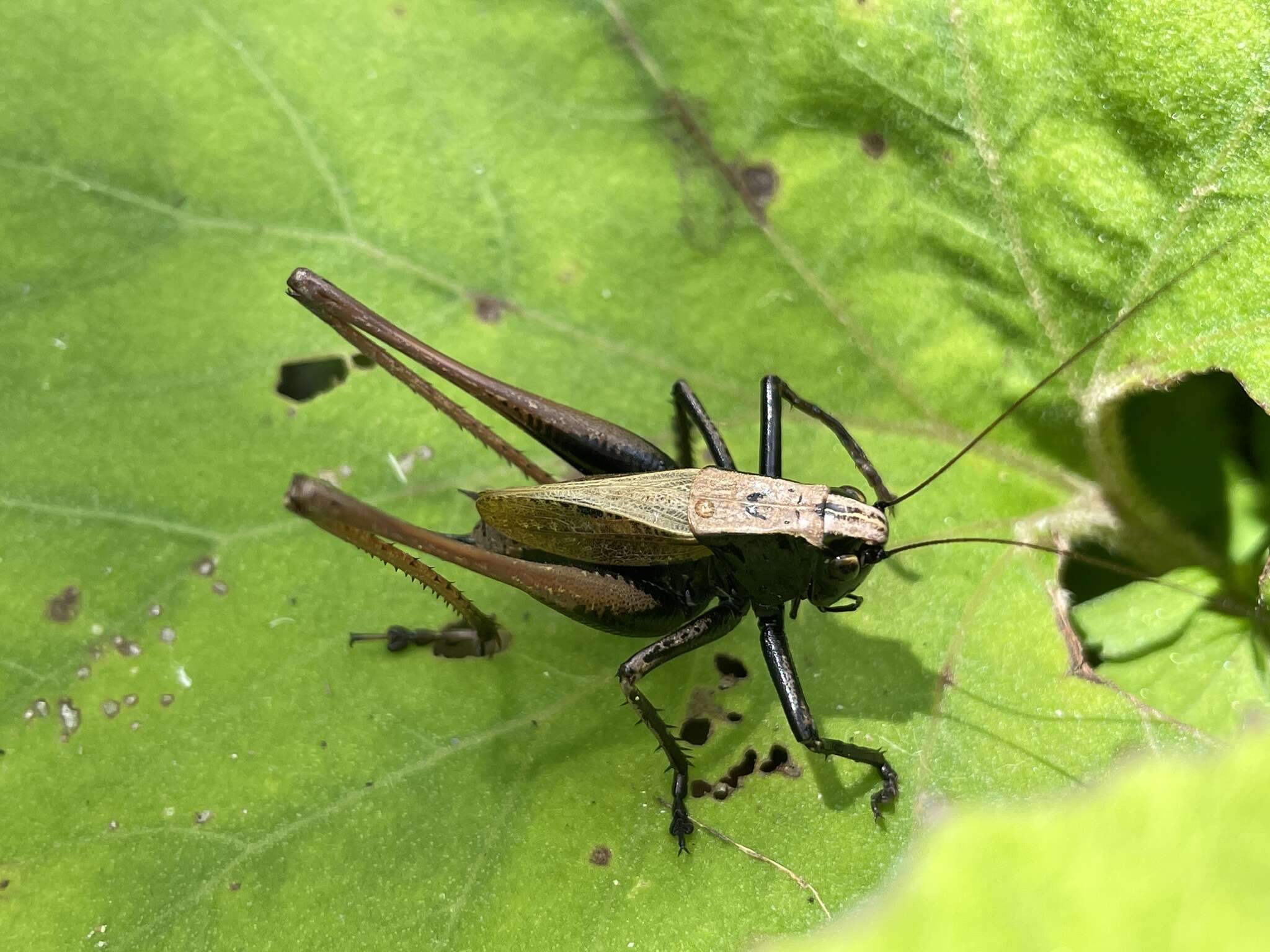 Image de Eobiana japonica (Bolívar & I. 1890)