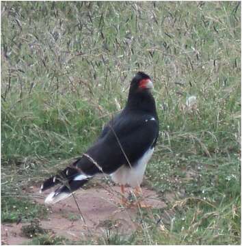 Image de Caracara montagnard