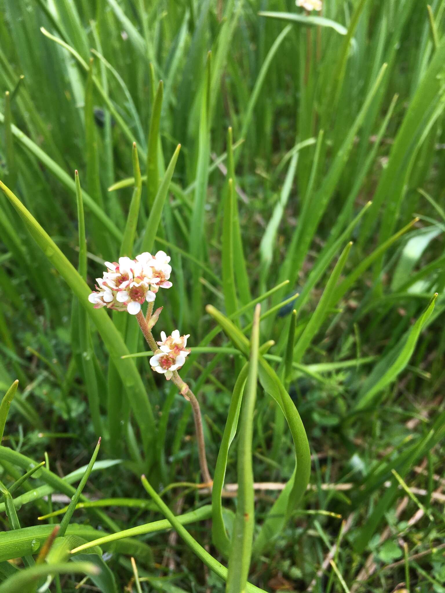 Imagem de Micranthes integrifolia (Hook.) Small