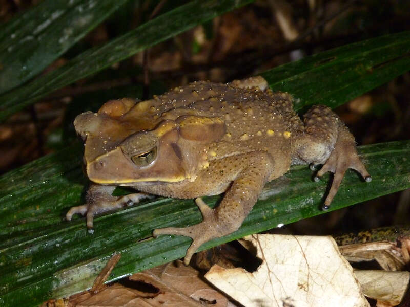 Image of Sulawesian Toad